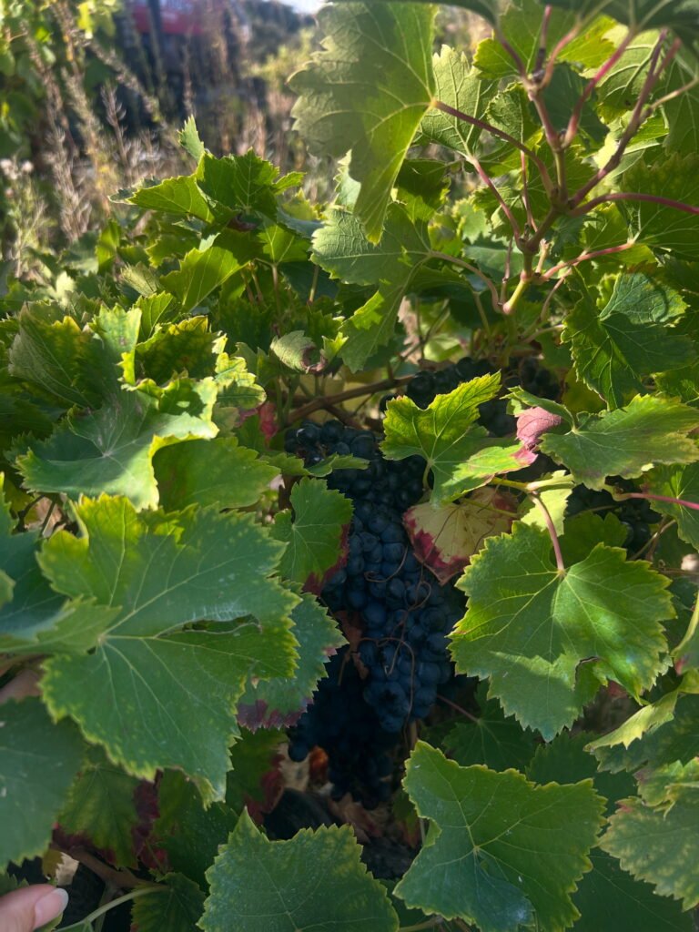 9E0E6F02-4EAA-44E7-ABA7-D5F7203DE8D1